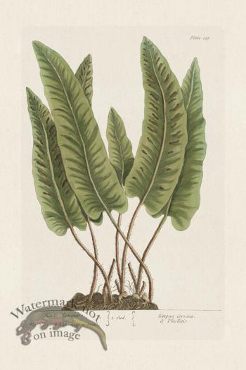 BEE 138 Harts Tongue